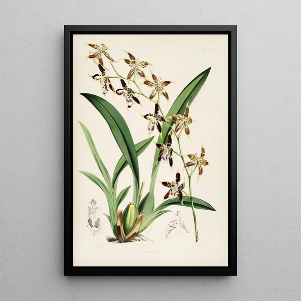 A monograph of Odontoglossum Pl20 - James Bateman — framed artwork on a wall