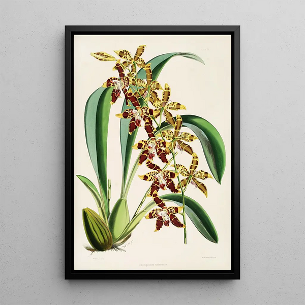 A monograph of Odontoglossum Pl22 - James Bateman — framed artwork on a wall