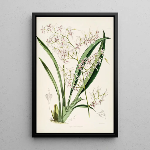 A monograph of Odontoglossum Pl25 - James Bateman — framed artwork on a wall