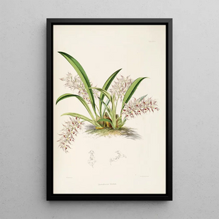 James Bateman - A monograph of Odontoglossum Pl27.webp