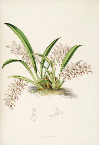 James Bateman - A monograph of Odontoglossum Pl27.webp