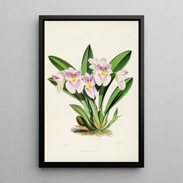 A monograph of Odontoglossum Pl28 - James Bateman — framed artwork on a wall