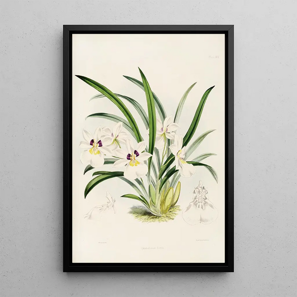 A monograph of Odontoglossum Pl29 - James Bateman — framed artwork on a wall