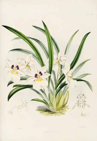 James Bateman - A monograph of Odontoglossum Pl29.webp
