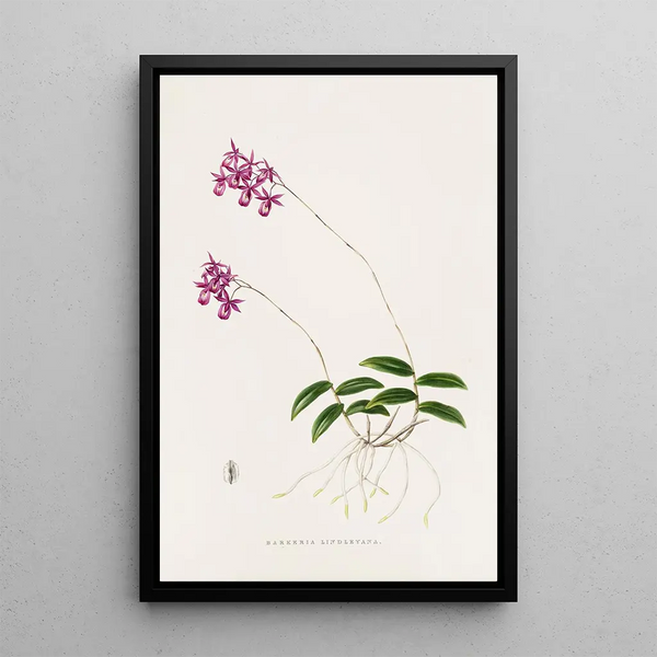Barkeria Lindleyana - James Bateman — framed artwork on a wall