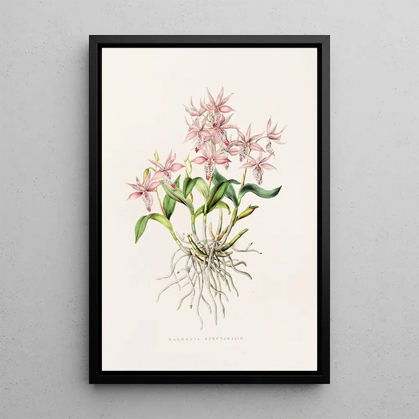 Barkeria Spectabilis - James Bateman — framed artwork on a wall