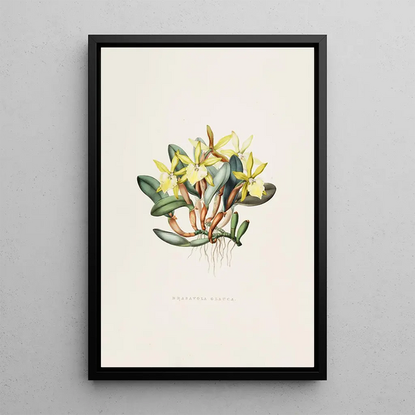 Brasavola Glauca - James Bateman — framed artwork on a wall
