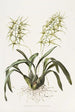 Brassia Verrucosa - James Bateman — artwork view