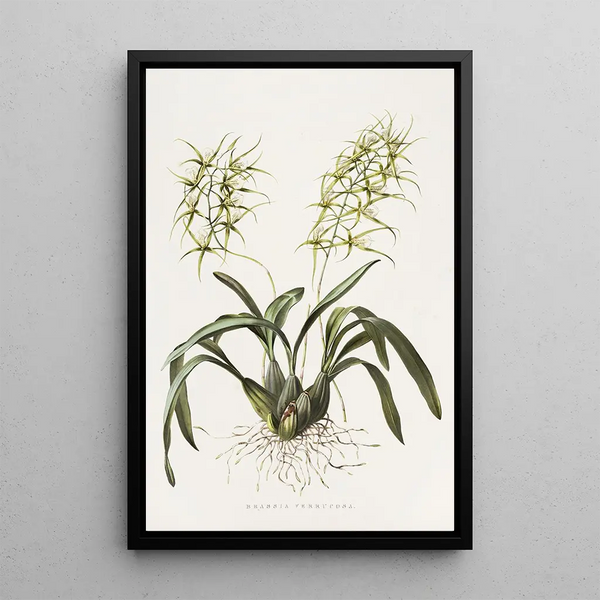 Brassia Verrucosa - James Bateman — framed artwork on a wall