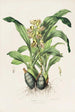 Catasetum Maculatum - James Bateman — artwork view