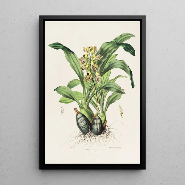 Catasetum Maculatum - James Bateman — framed artwork on a wall