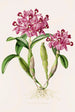 Cattleya Skinneri - James Bateman — artwork view