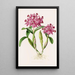 Cattleya Skinneri - James Bateman — framed artwork on a wall