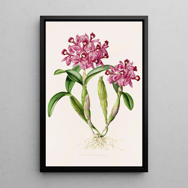 Cattleya Skinneri - James Bateman — framed artwork on a wall