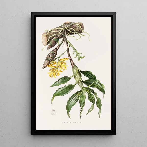 Chysis Loevis - James Bateman — framed artwork on a wall