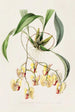 Coryanthes Speciosa - James Bateman | Painting — artwork view