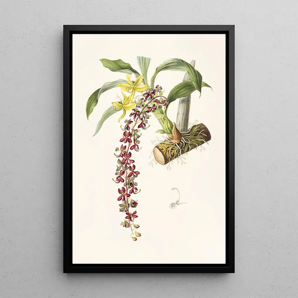 Cycnoches Egertonianum - James Bateman — framed artwork on a wall