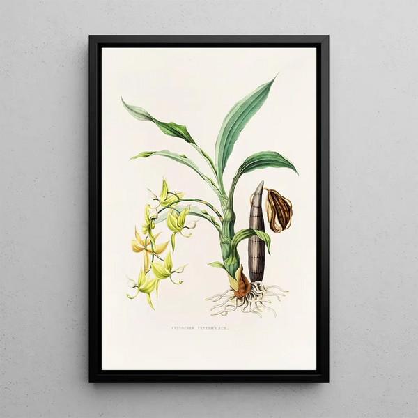 Cycnoches Ventricosum - James Bateman — framed artwork on a wall