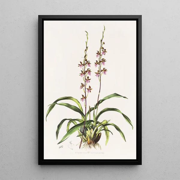 Cyrtochilum Bictoniense - James Bateman — framed artwork on a wall