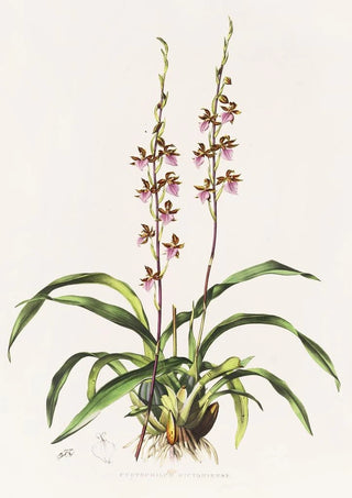 James Bateman - Cyrtochilum Bictoniense.webp