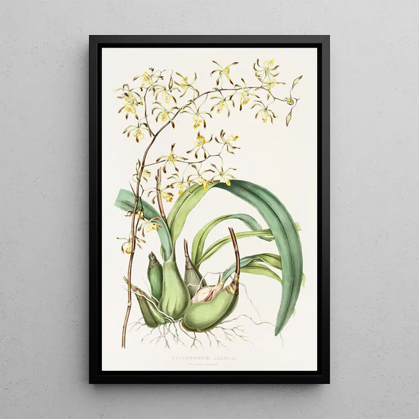 Epidendrum Alatum - James Bateman — framed artwork on a wall