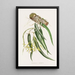 Epidendrum Aloifolium - James Bateman — framed artwork on a wall