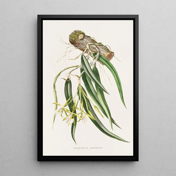 Epidendrum Aloifolium - James Bateman — framed artwork on a wall