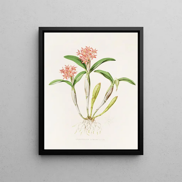 Épidendrum aurantiacum - James Bateman — framed artwork on a wall