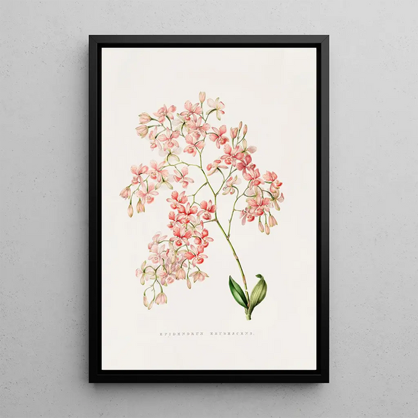 Epidendrum Erubescens - James Bateman | Painting — framed artwork on a wall