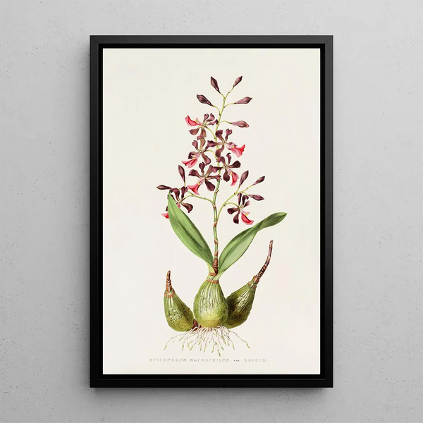 Epidendrum Macrochilum - James Bateman — framed artwork on a wall
