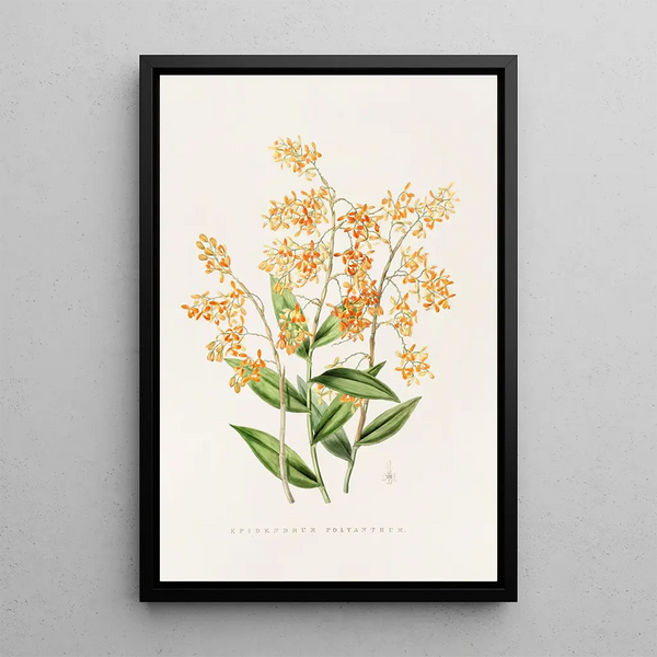Epidendrum Polyanthum - James Bateman | Painting — framed artwork on a wall