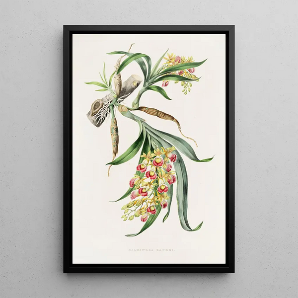 Galeandra Baueri - James Bateman — framed artwork on a wall