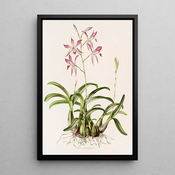 Laelia Autumnalis - James Bateman — framed artwork on a wall