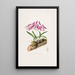 Laelia Majalis - James Bateman — framed artwork on a wall