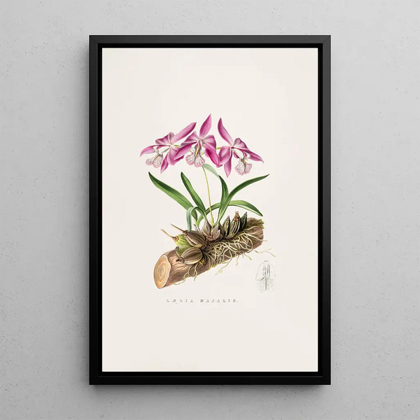 Laelia Majalis - James Bateman — framed artwork on a wall