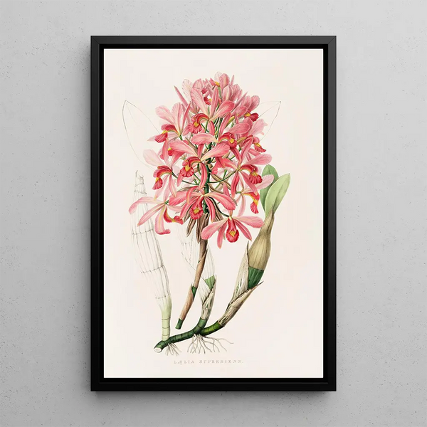 Laelia Superbiens - James Bateman — framed artwork on a wall