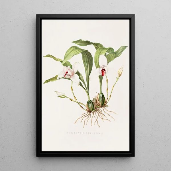 Maxillaria Skinneri - James Bateman — framed artwork on a wall