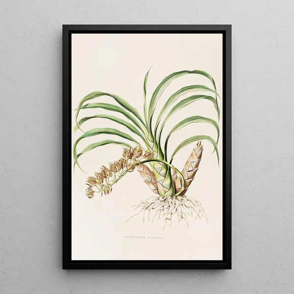 Mormodes Pardina - James Bateman — framed artwork on a wall