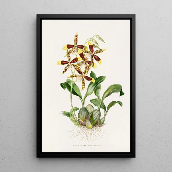 Odontoglossum Grande - James Bateman — framed artwork on a wall