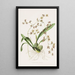 Odontoglossum Hastatum - James Bateman — framed artwork on a wall