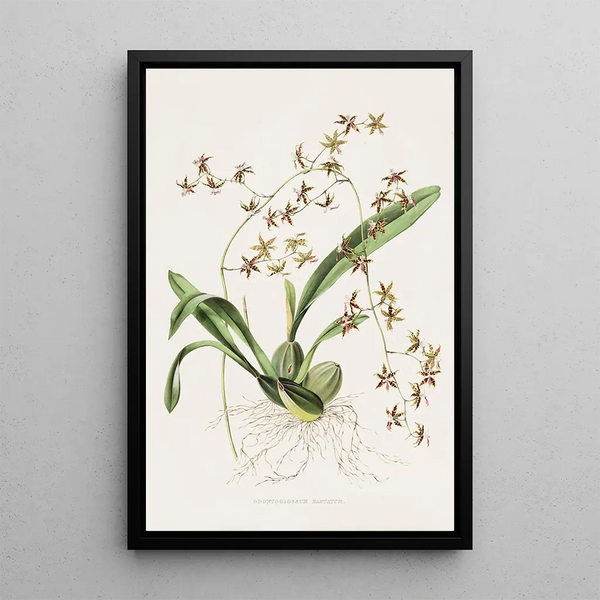 Odontoglossum Hastatum - James Bateman — framed artwork on a wall