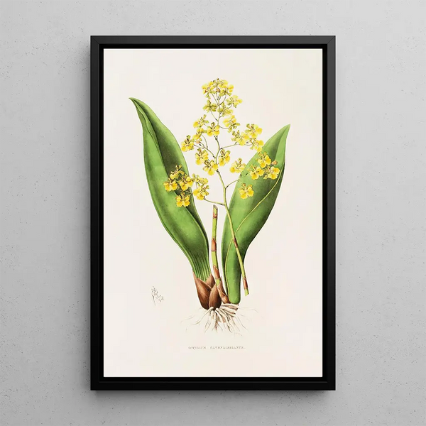 Oncidium Cavendishianum - James Bateman — framed artwork on a wall