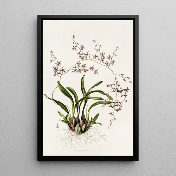 Oncidium Incurvum - James Bateman — framed artwork on a wall