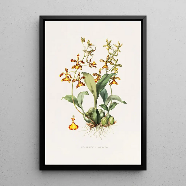 Oncidium Insleayii - James Bateman — framed artwork on a wall