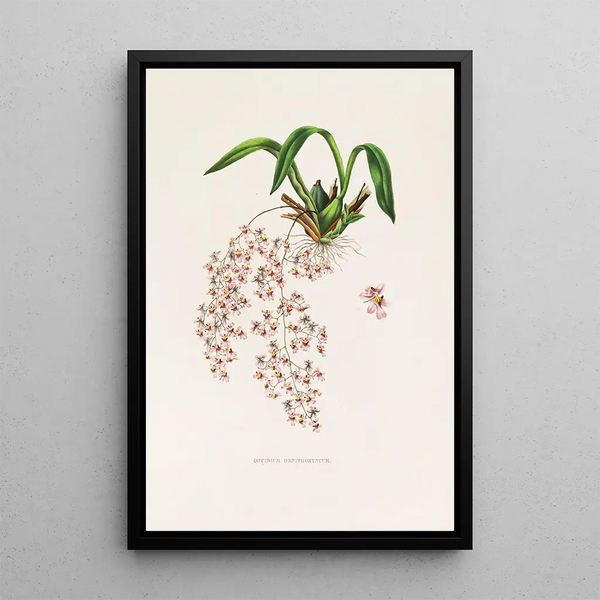 Oncidium Ornithorhynchum - James Bateman — framed artwork on a wall