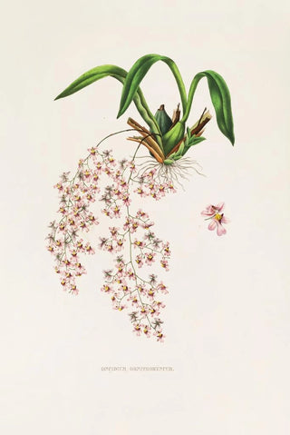 James Bateman - Oncidium Ornithorhynchum.webp