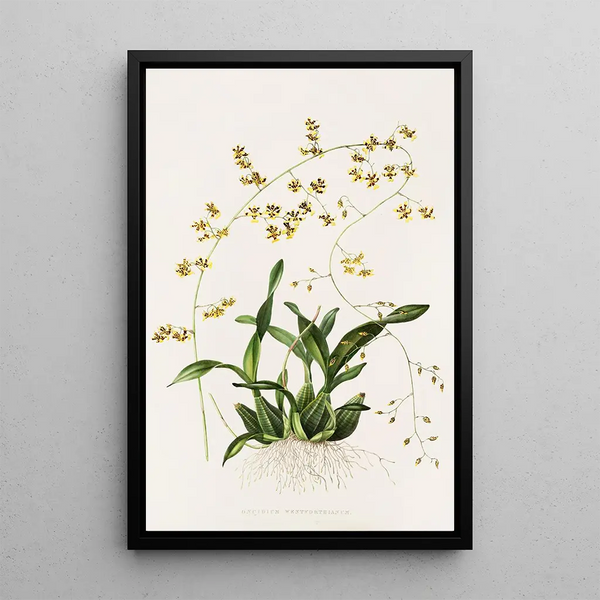 Oncidium Wentworthianum - James Bateman — framed artwork on a wall