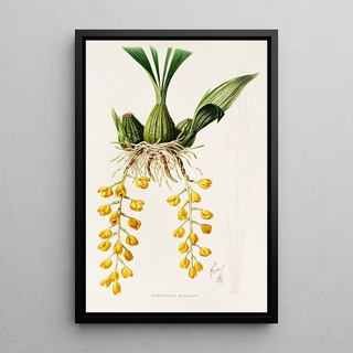 James Bateman - Peristeria Barkeri.webp