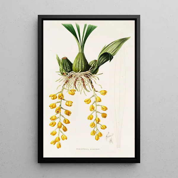Peristeria Barkeri - James Bateman | Painting — framed artwork on a wall