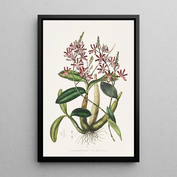 Shomburgkia Tibicinis - James Bateman | Painting — framed artwork on a wall